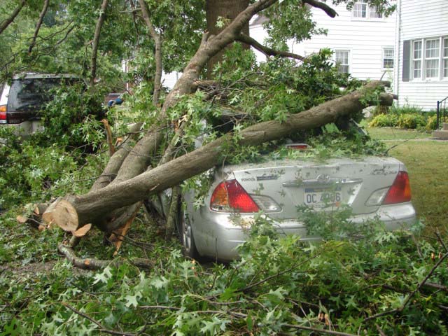Tree Fallen on Car